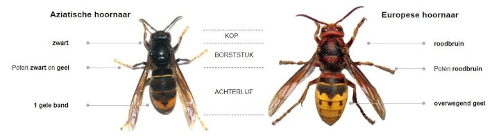 De Aziatische hoornaar en Europese hoornaar naast elkaar. Met streepjes wordt een aantal punten als onderscheid aangemerkt. De kop en het borststuk van de Aziatische hoornaar zijn zwart, de poten zijn zwart en geel en er is 1 gele band op het achterlijf zichtbaar. De Europese hoornaar heeft een roodbruine kop en borststuk, roodbruine poten en een overwegend geel achterlijf. Het verschil in formaat is ook duidelijk, de Europese hoornaar is zo'n 20% groter dan de Aziatische hoornaar.